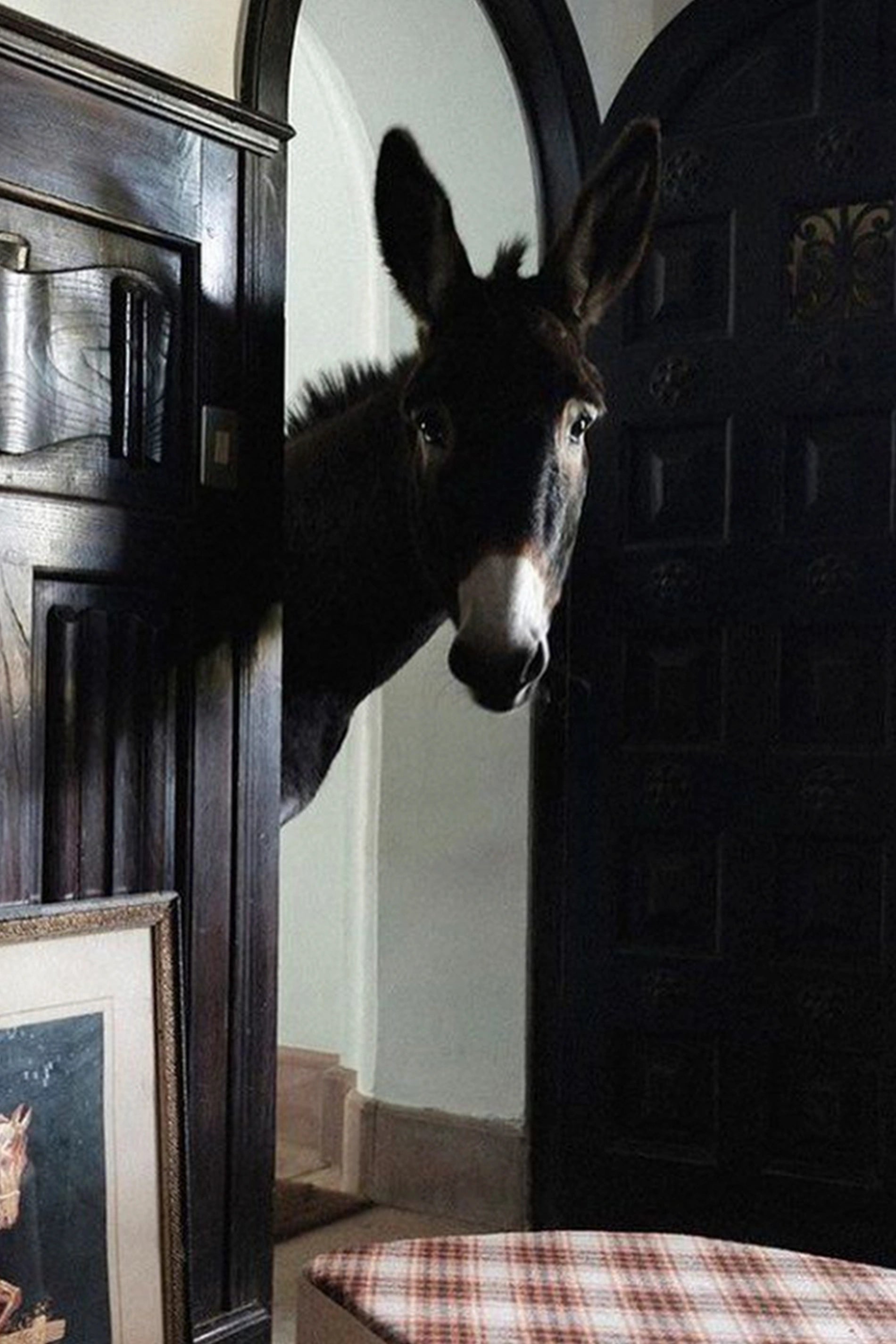 HECTOR THE DONKEY BASKET