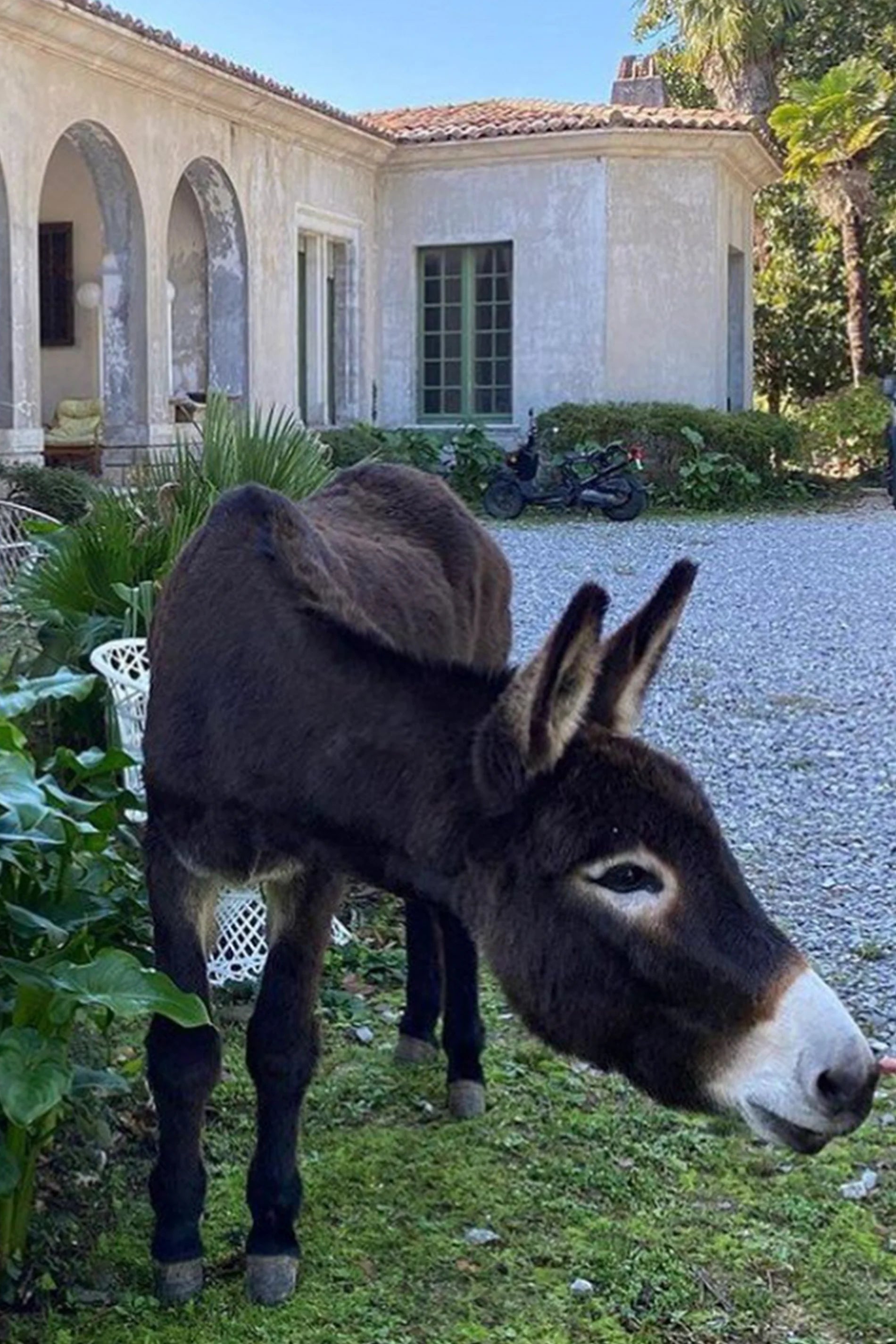HECTOR THE DONKEY RUG